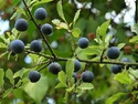 Sloe Gin liqueur, Blackberry Gin liqueur, Blackcurrant Gin liqueur, Sloe Vodka liqueur, Raspberry Brandy liqueur, Cranberry & Orange Vodka liqueur graphic 2